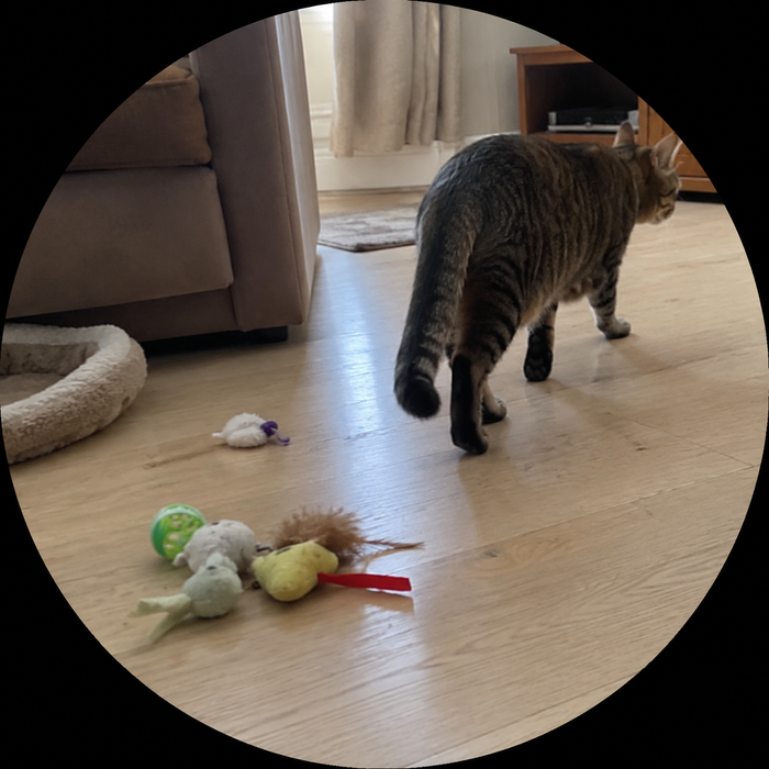 Cat walking past unused toys
