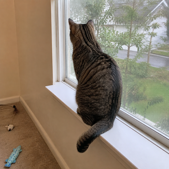 Indoor cat sitting at a window